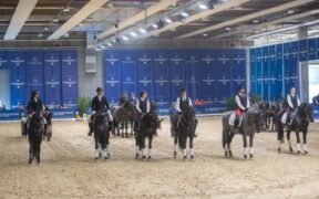 Radici semplici, futuro solido: il cavallo Murgese oggi