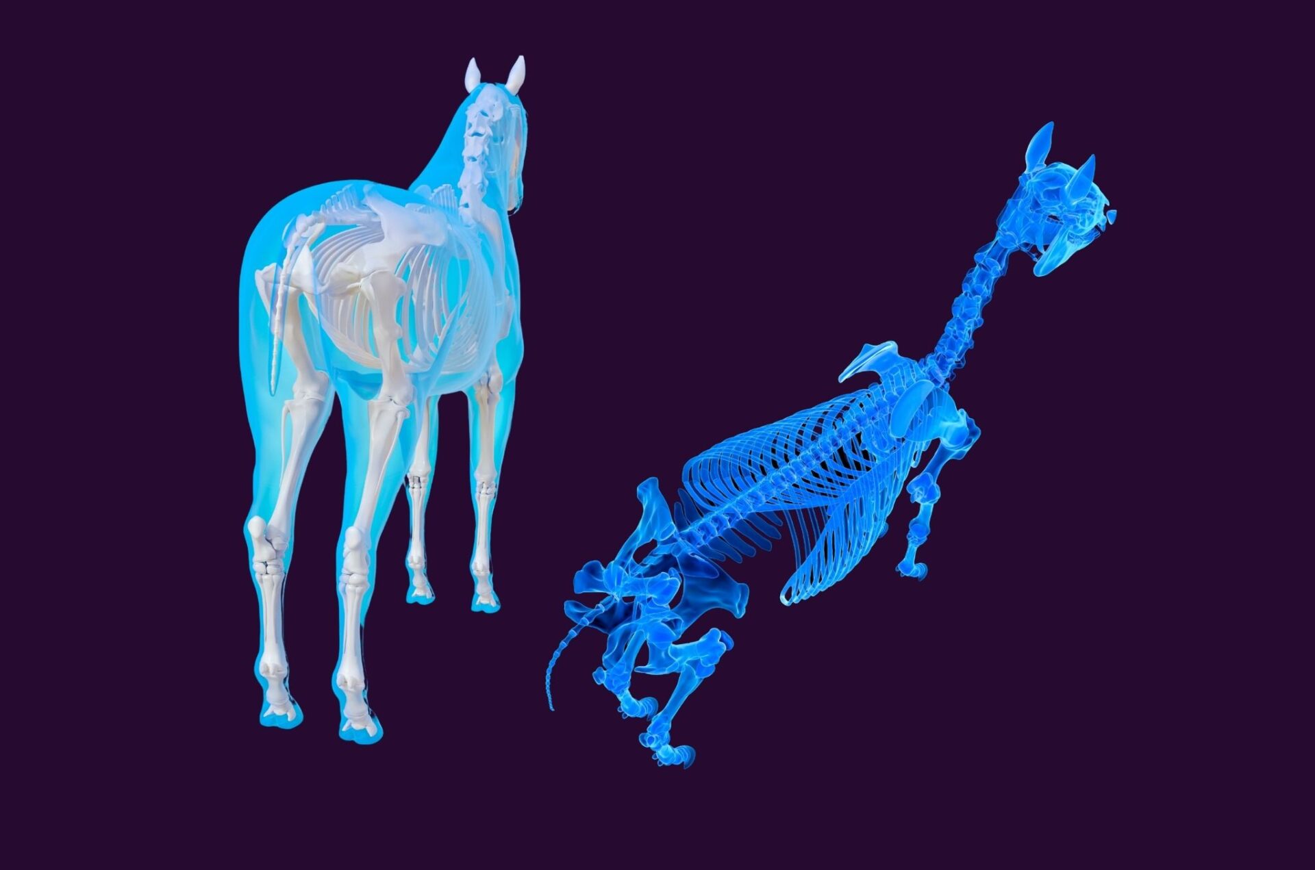 Una nuova interpretazione scientifica sull'origine e sull'evoluzione dei cavalli