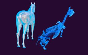 Una nuova interpretazione scientifica sull'origine e sull'evoluzione dei cavalli