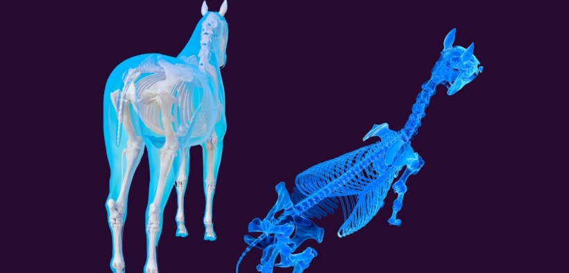 Una nuova interpretazione scientifica sull'origine e sull'evoluzione dei cavalli