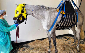 ACME e la prevenzione dell’EHV: il ruolo chiave della vaccinazione