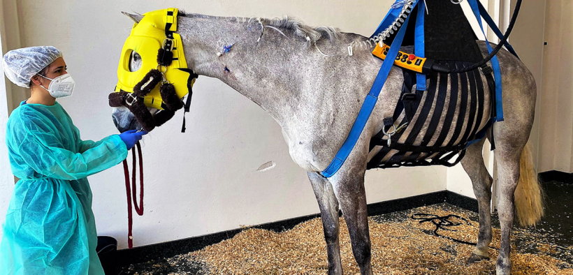 ACME e la prevenzione dell’EHV: il ruolo chiave della vaccinazione