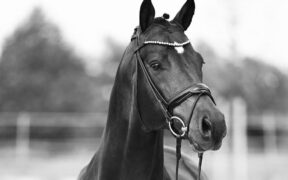 Addio allo stallone Vangelis, giovane talento del dressage