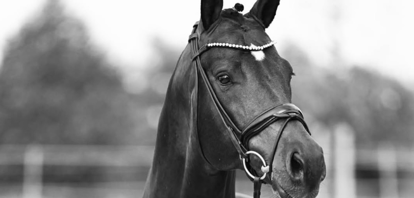 Addio allo stallone Vangelis, giovane talento del dressage