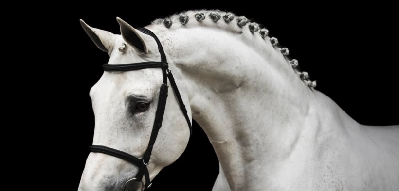  Cicero Z van Paemel (Cicero Z - Cicero van Paemel Z)