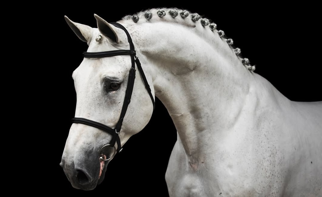  Cicero Z van Paemel (Cicero Z - Cicero van Paemel Z)