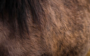 Cortal Horse: morbo di Cushing e alimentazione del cavallo