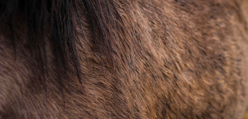 Cortal Horse: morbo di Cushing e alimentazione del cavallo