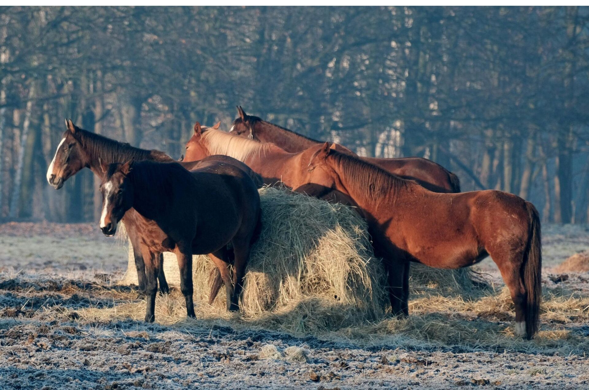In esame proposte di Legge che vietano la macellazione degli equidi d'affezione