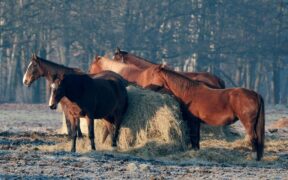 In esame proposte di Legge che vietano la macellazione degli equidi d'affezione