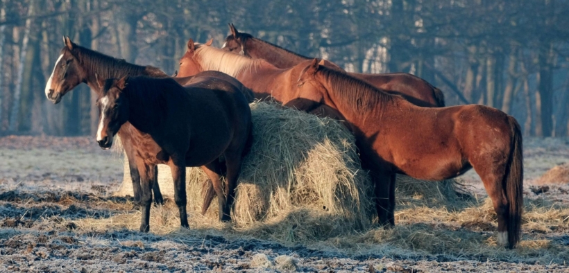 In esame proposte di Legge che vietano la macellazione degli equidi d'affezione