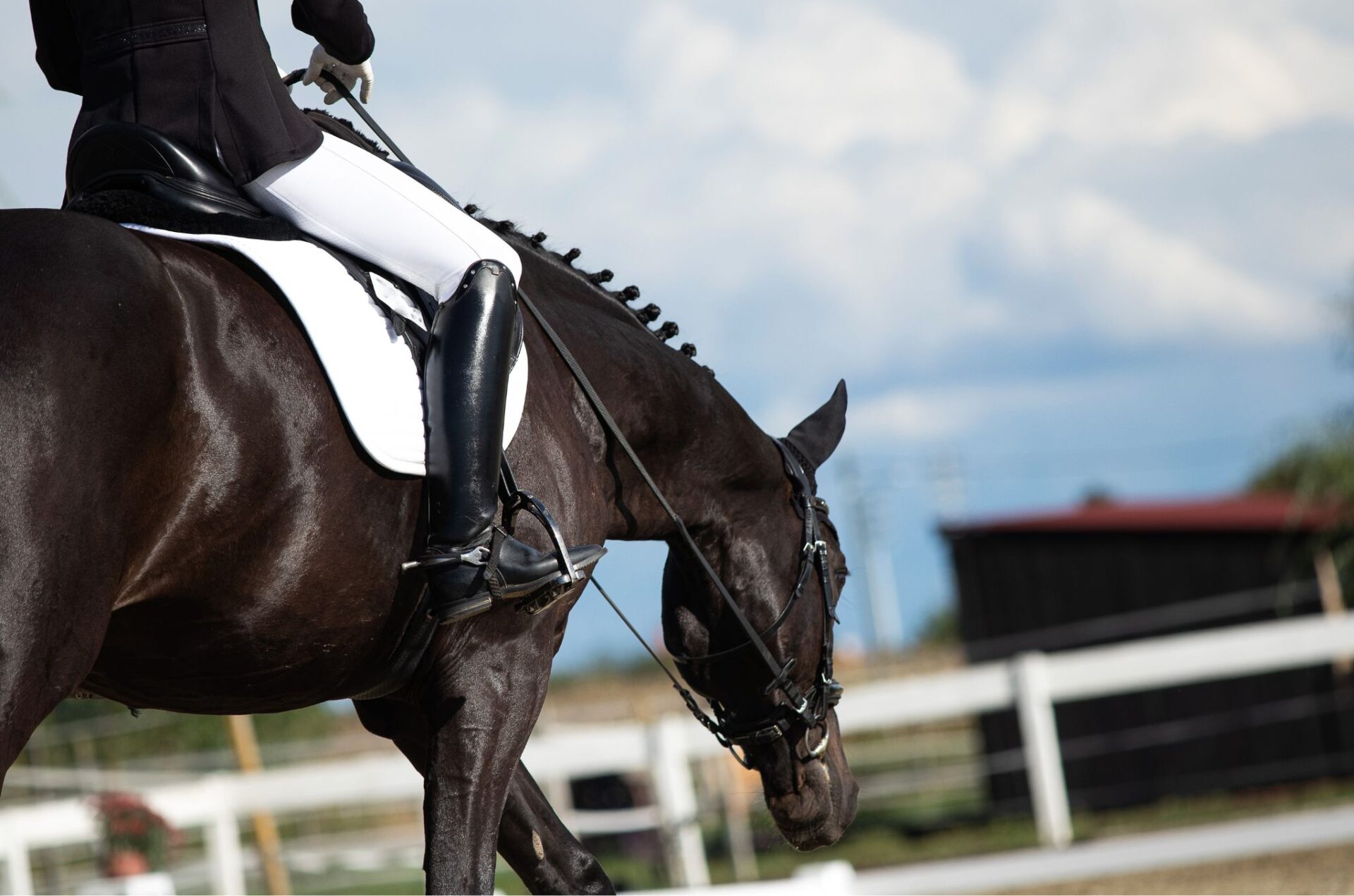 In rettangolo oltre il voto: la lettura intelligente della scheda di valutazione nel dressage