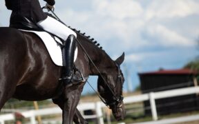 In rettangolo oltre il voto: la lettura intelligente della scheda di valutazione nel dressage