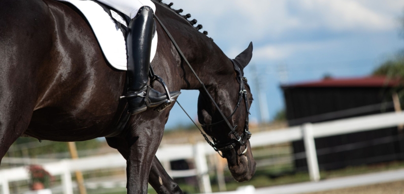 In rettangolo oltre il voto: la lettura intelligente della scheda di valutazione nel dressage
