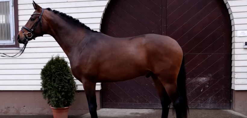 Vangelis (DSP Vangelis, Vitalino GE)