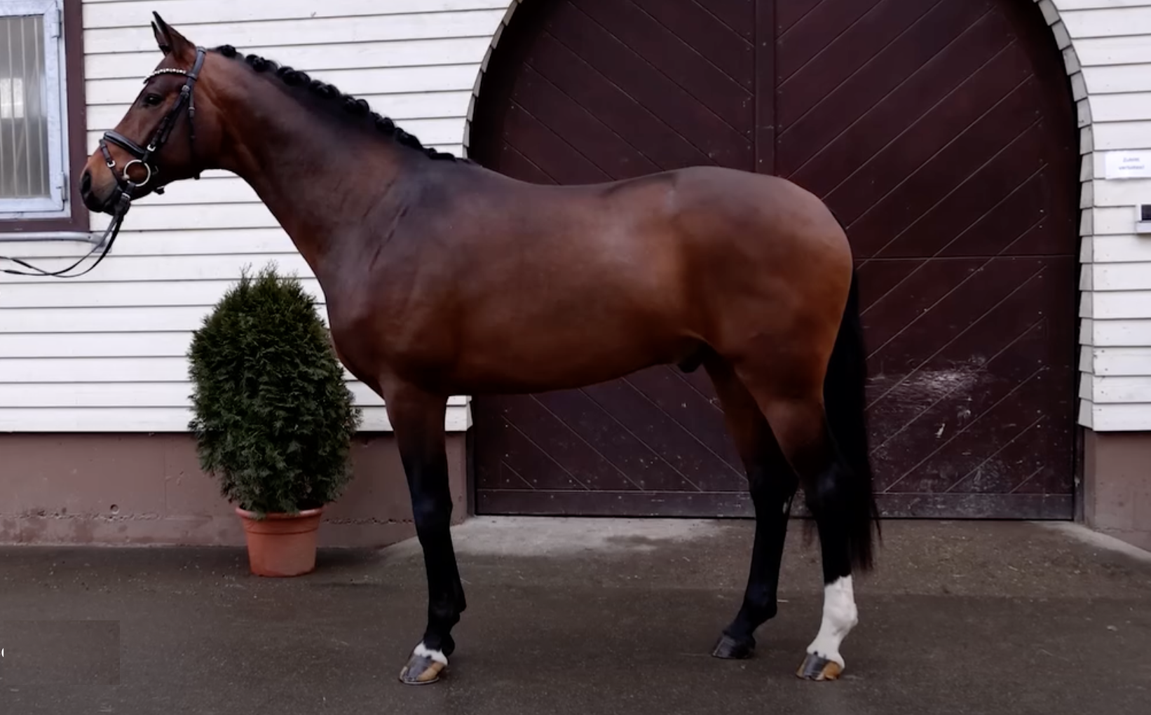 Vangelis (DSP Vangelis, Vitalino GE)