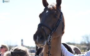 Capezzine troppo strette, uno studio britannico conferma anche l'impatto biomeccanico