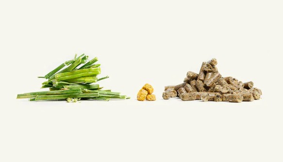 Carboidrati, che ruolo hanno nell'alimentazione del cavallo? Le indicazioni di Cortal Horse