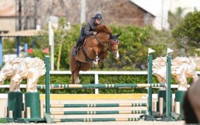 Cavalli di 6 anni che stanno realizzando il maggior numero di percorsi netti a livello internazionale