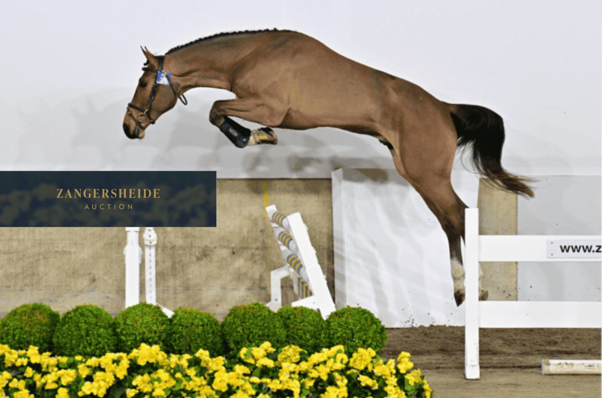 Emerald e Chacco-Blue dominano la selezione stalloni Zangersheide 2026