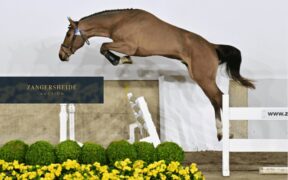 Emerald e Chacco-Blue dominano la selezione stalloni Zangersheide 2026