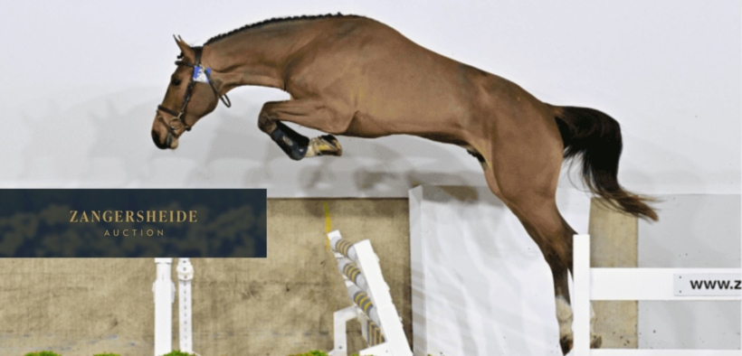 Emerald e Chacco-Blue dominano la selezione stalloni Zangersheide 2026