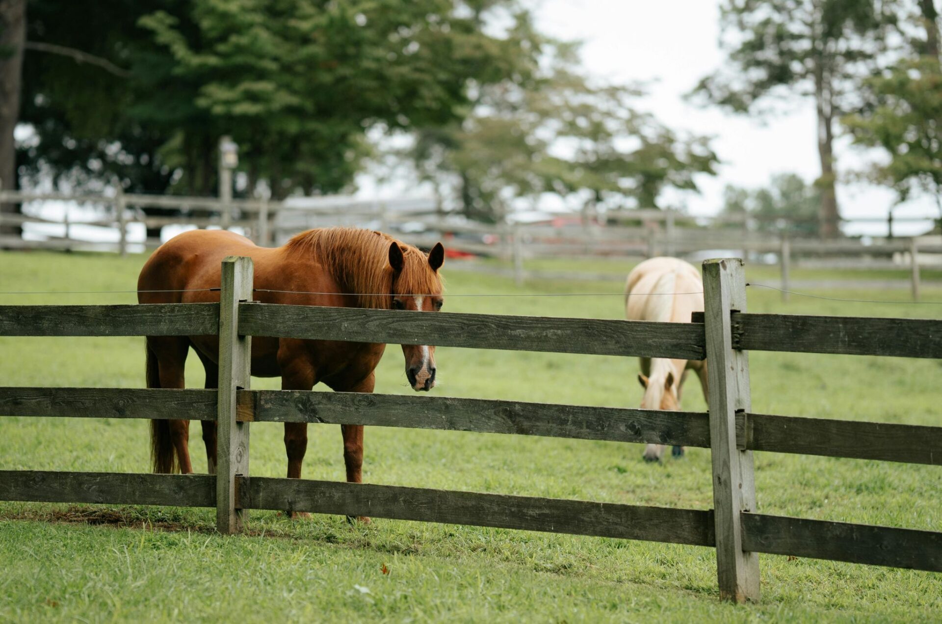 La filiera equina torna al centro delle statistiche agricole europee