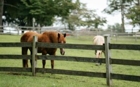 La filiera equina torna al centro delle statistiche agricole europee
