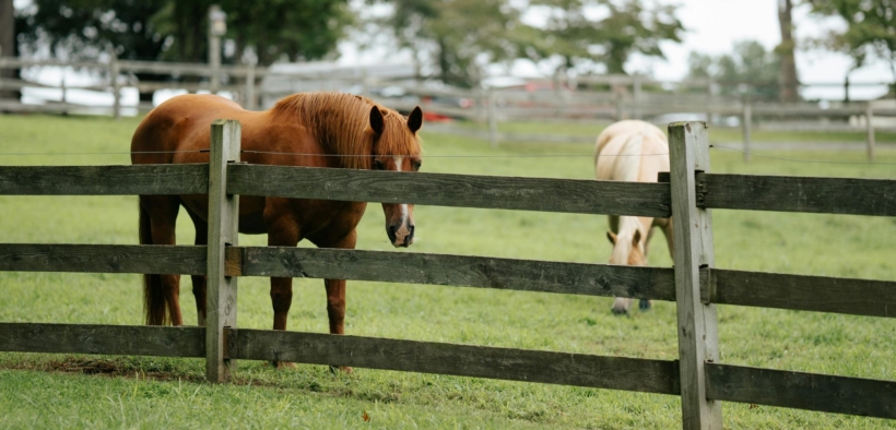 La filiera equina torna al centro delle statistiche agricole europee