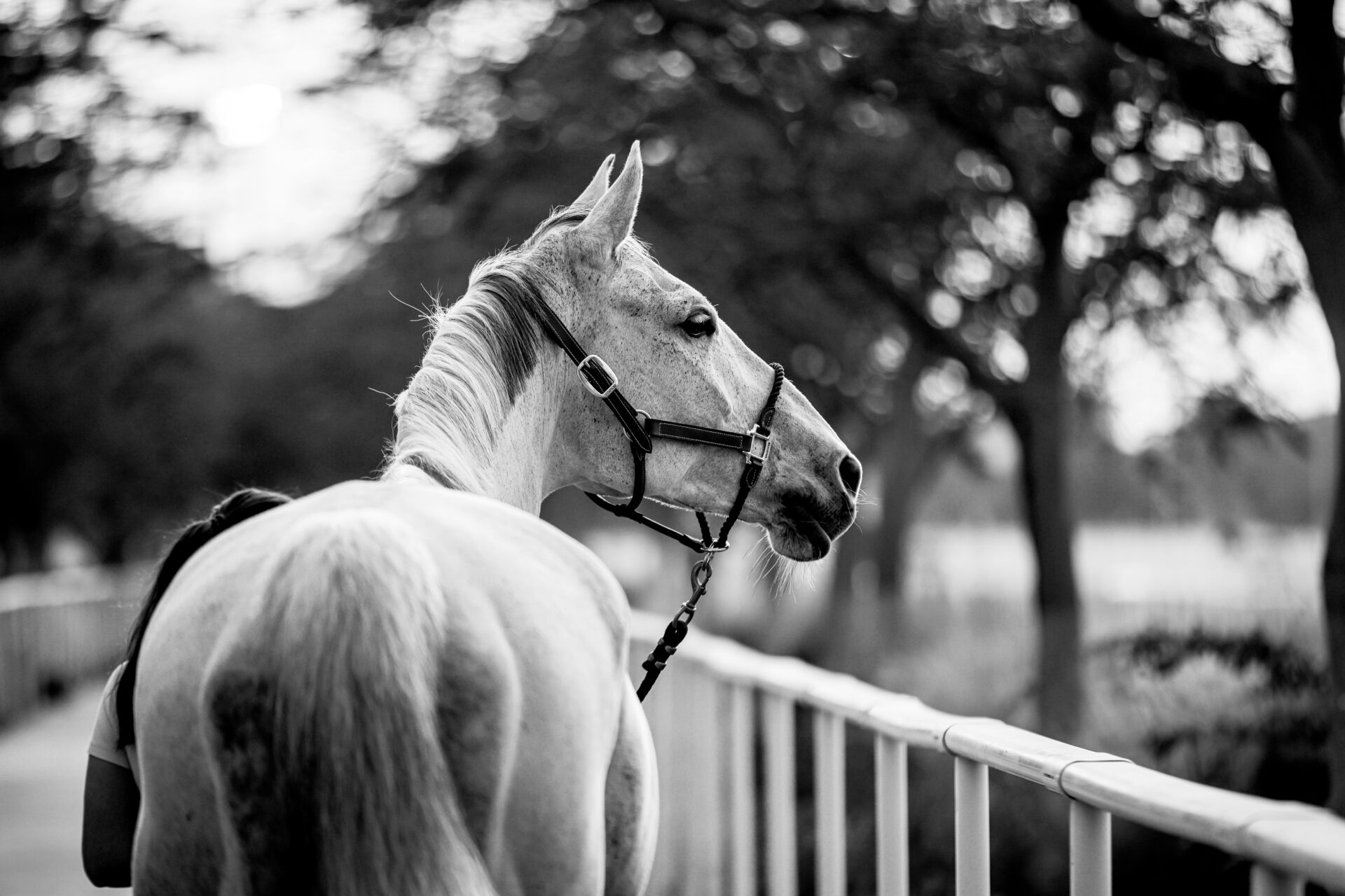 LGCT 2026: no start a Doha, la situazione bellica impone annullamento