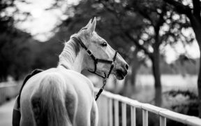 LGCT 2026: no start a Doha, la situazione bellica impone annullamento