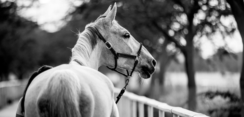 LGCT 2026: no start a Doha, la situazione bellica impone annullamento