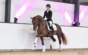 Open Day presso Damil Dressage – con una presentazione di stalloni davvero speciale