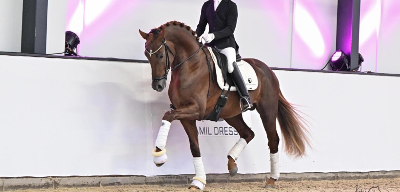 Open Day presso Damil Dressage – con una presentazione di stalloni davvero speciale