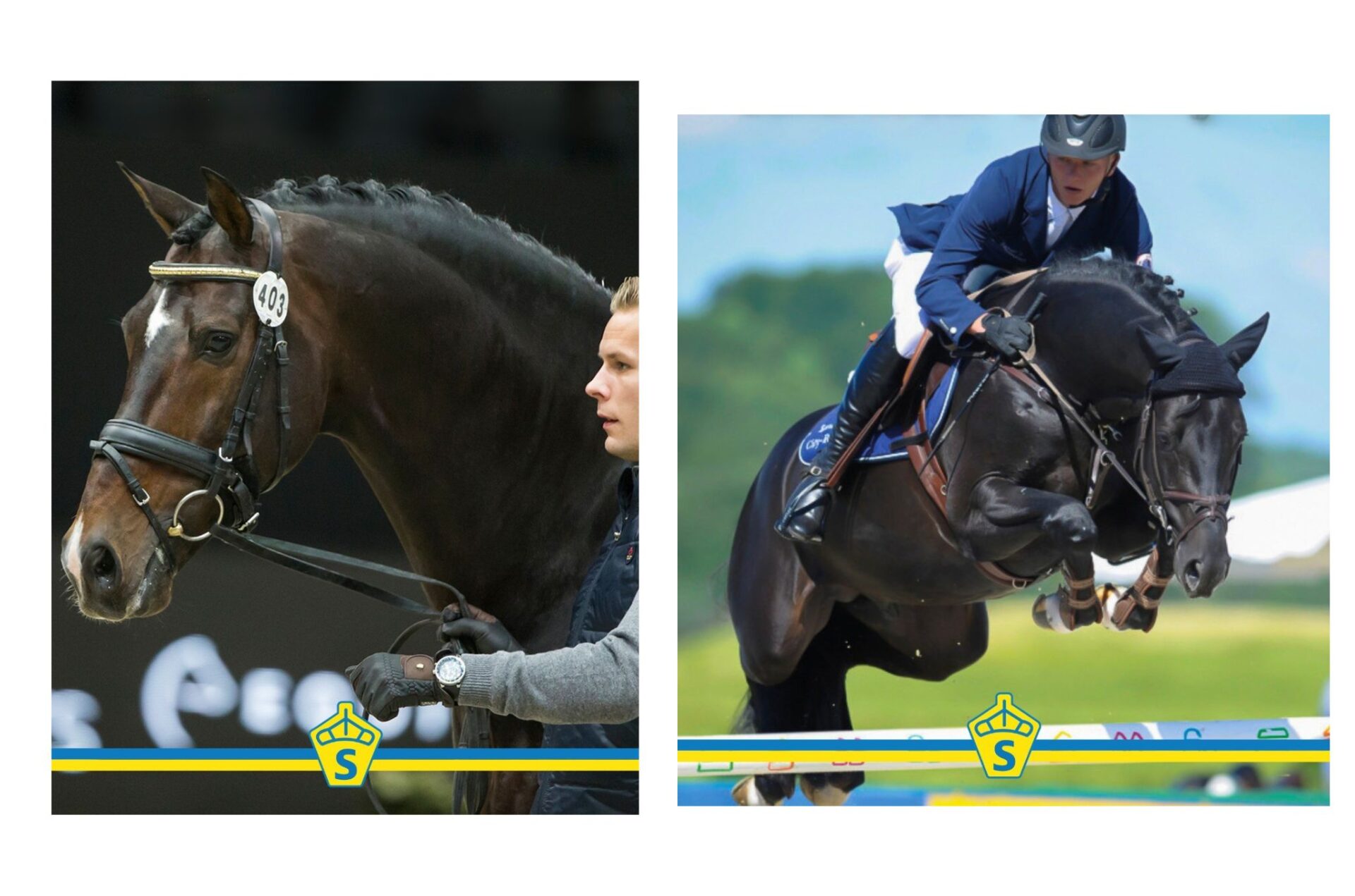 SWB 2025: Diarado e Blue Hors Zack Stalloni dell’Anno (salto e dressage)