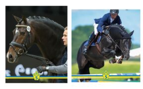SWB 2025: Diarado e Blue Hors Zack Stalloni dell’Anno (salto e dressage)