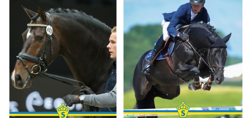 SWB 2025: Diarado e Blue Hors Zack Stalloni dell’Anno (salto e dressage)