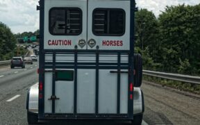 Trasporto cavalli e sicurezza: alcune note per evitare infortuni
