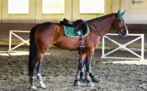 Abilità, scienza e sensibilità: perché molti fraintendono l’addestramento del cavallo