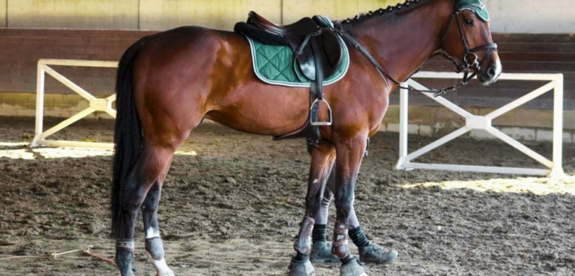 Abilità, scienza e sensibilità: perché molti fraintendono l’addestramento del cavallo