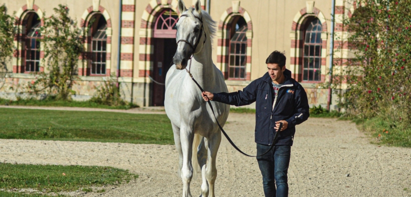 Addio a Stakkatol, padre della moderna selezione del salto ostacoli