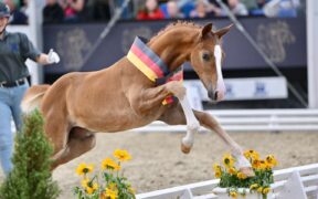 DSP, l’ascesa di uno studbook diventato protagonista mondiale in appena vent’anni