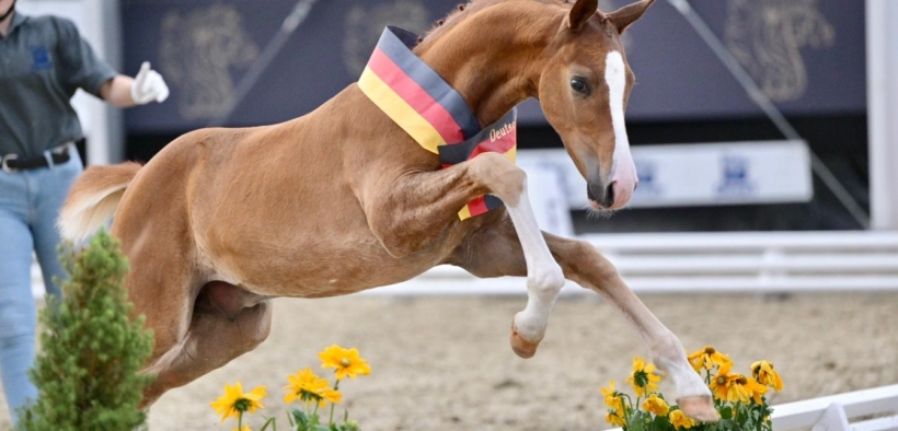 DSP, l’ascesa di uno studbook diventato protagonista mondiale in appena vent’anni