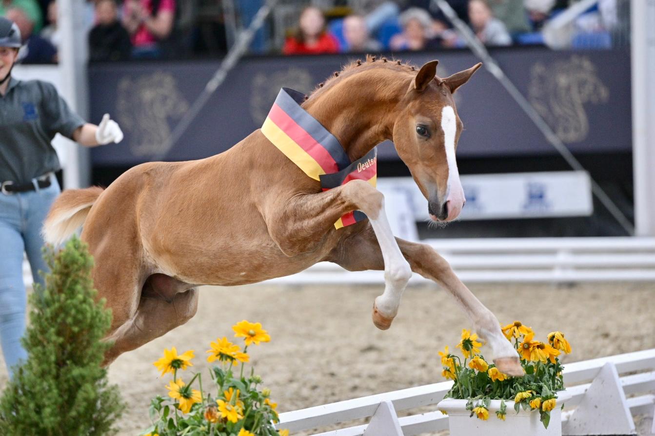 DSP, l’ascesa di uno studbook diventato protagonista mondiale in appena vent’anni