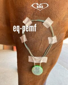 EQ‑PEMF: tecnologia a campi elettrici pulsati al servizio del benessere del cavallo 1