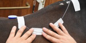 EQ‑PEMF: tecnologia a campi elettrici pulsati al servizio del benessere del cavallo 3