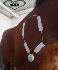 EQ‑PEMF: tecnologia a campi elettrici pulsati al servizio del benessere del cavallo 4