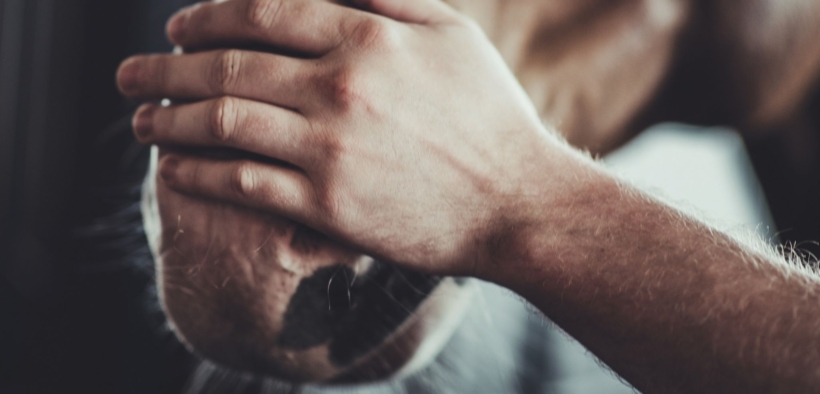 Equidi come animali d’affezione/no macellazione, iniziate le Audizioni Parlamentari