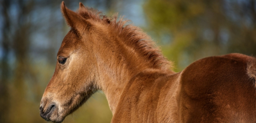 Numero di puledri nati: una lettura approfondita delle dinamiche globali