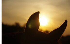 Rinopolmonite equina: focolaio monitorato a Madrid